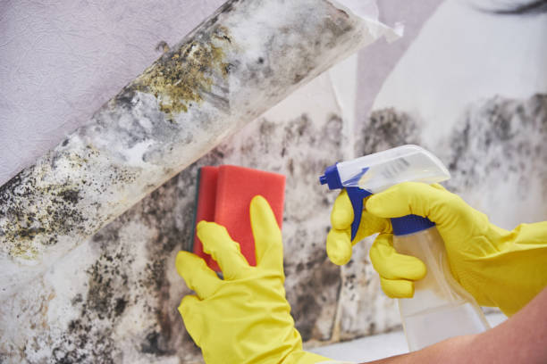 Best Mold Damage Restoration  in Gautier, MS